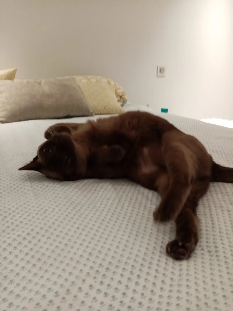 Chat brun foncé allongé sur le côté sur un lit