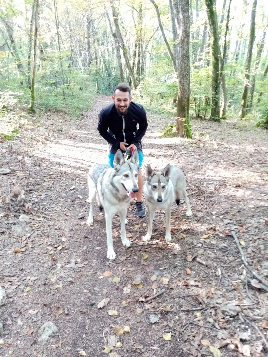 Un pet-sitter accroupi derrière deux chiens gris sur un chemin forestier