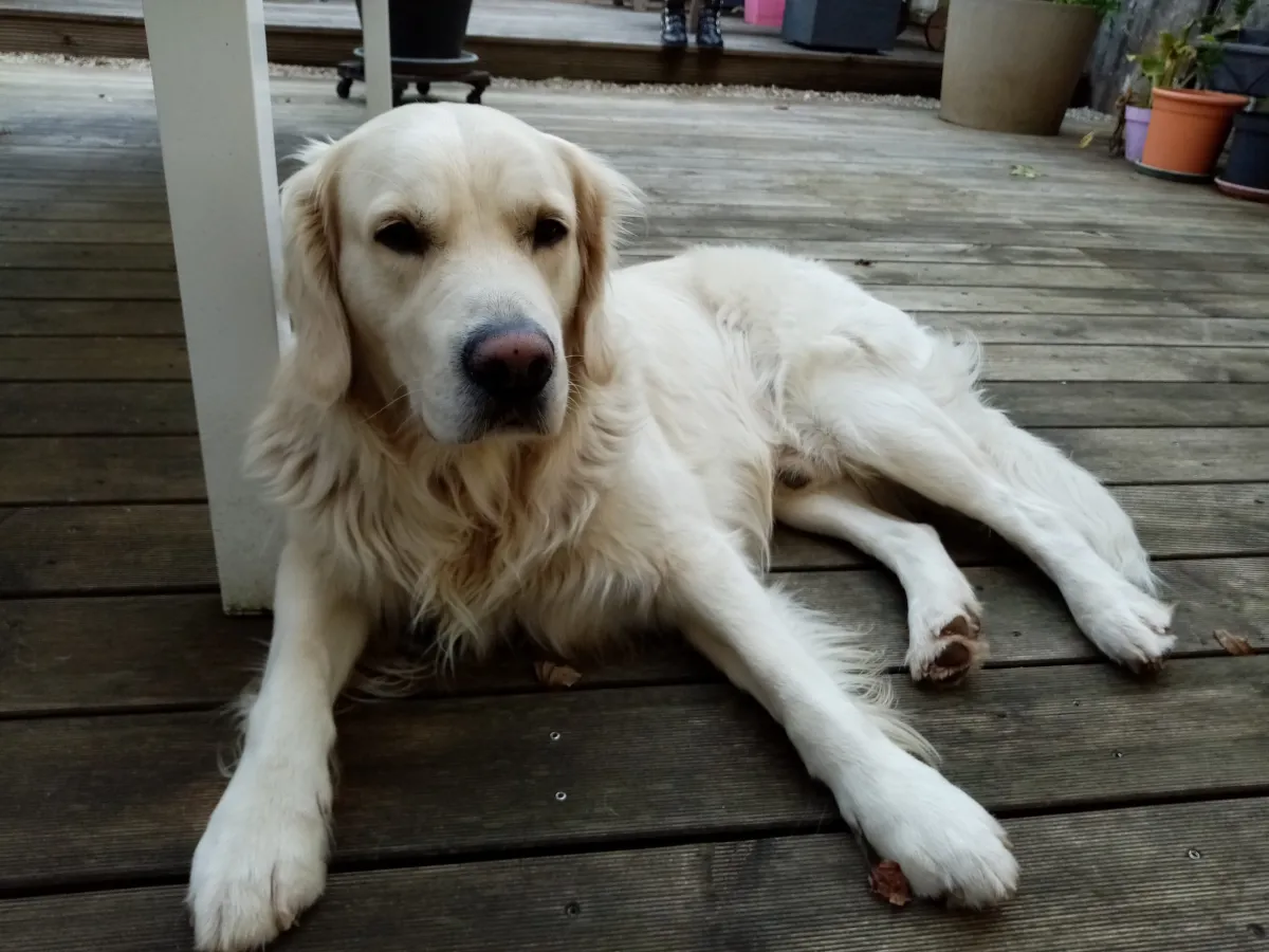 Golden retriever couché sur une terrasse en bois