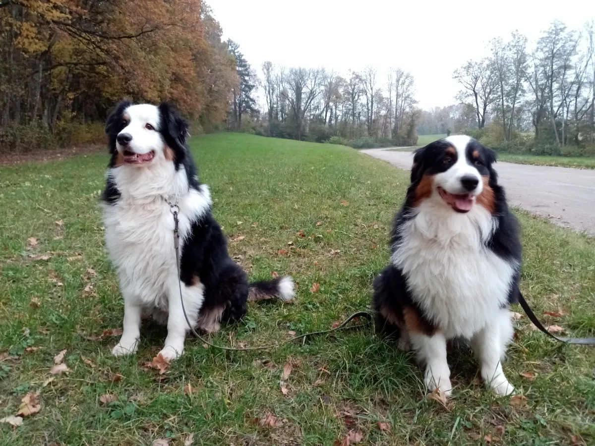 Deux chiens tricolores assis dans l’herbe au bord d’une route