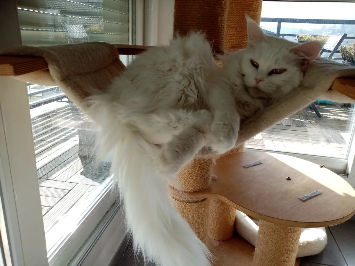 Chat blanc à poil long allongé dans un hamac d’arbre à chat