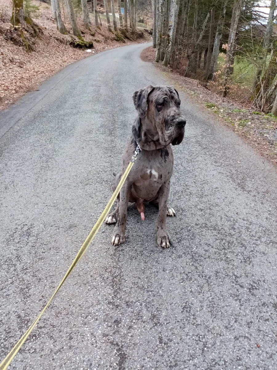 Grand chien gris moucheté assis en laisse sur une route de montagne