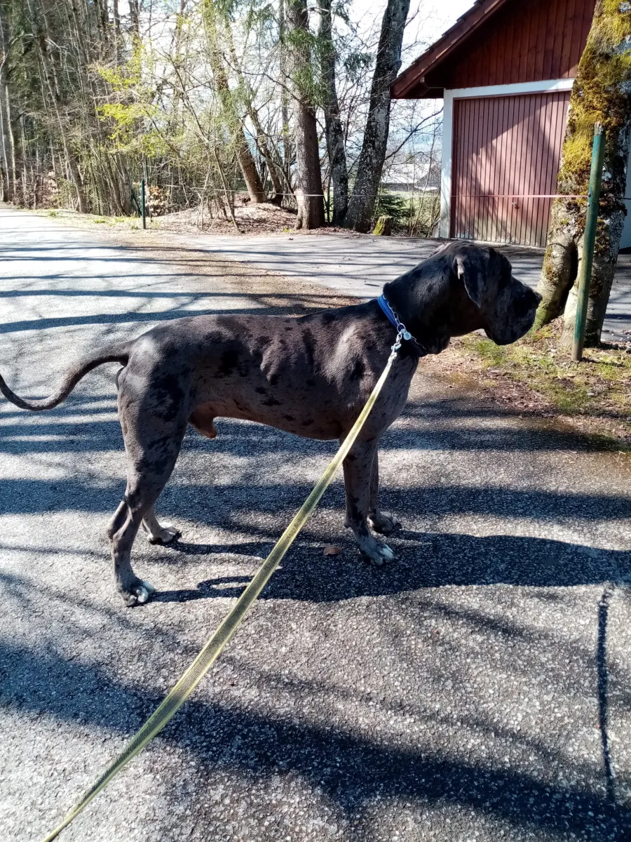 Grand chien gris moucheté en laisse sur une route de campagne