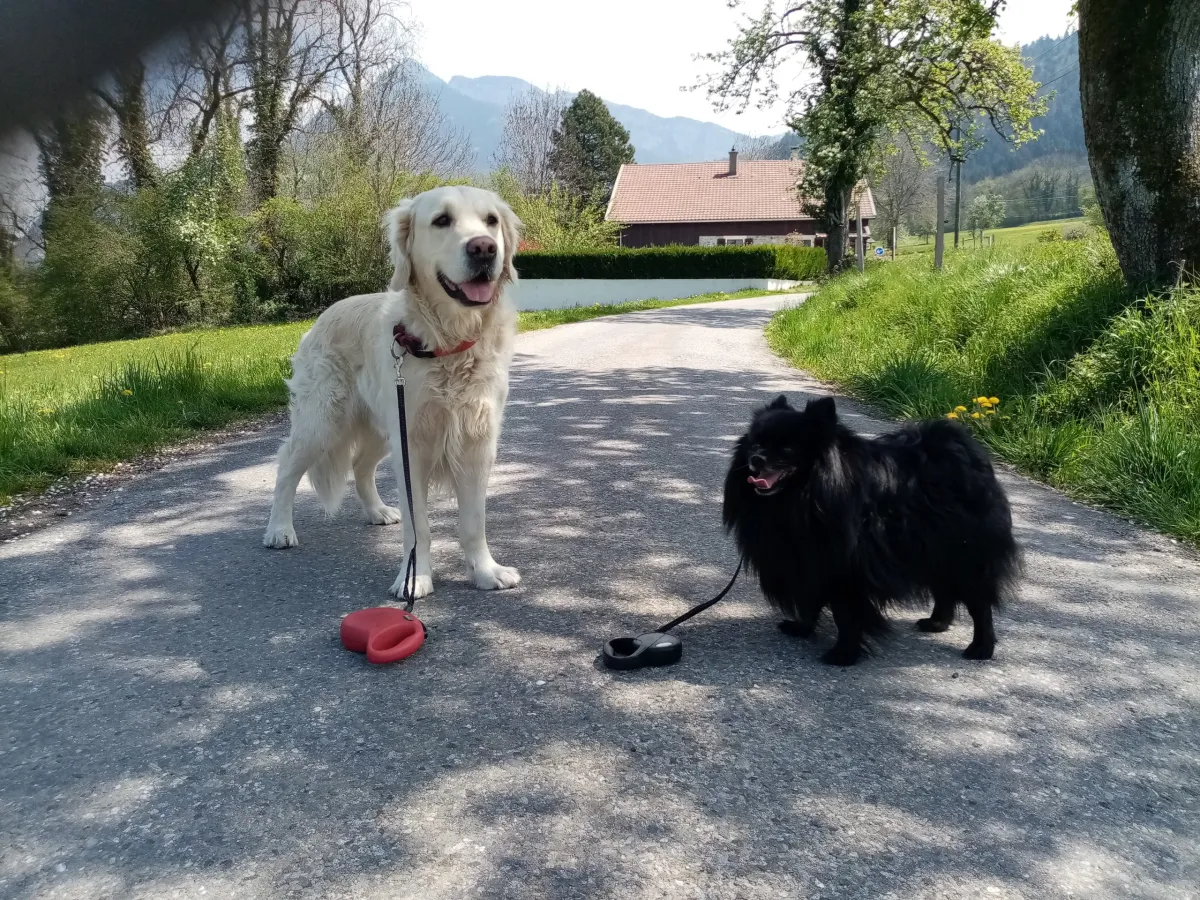 Golden retriever et petit chien noir en laisse devant les montagnes