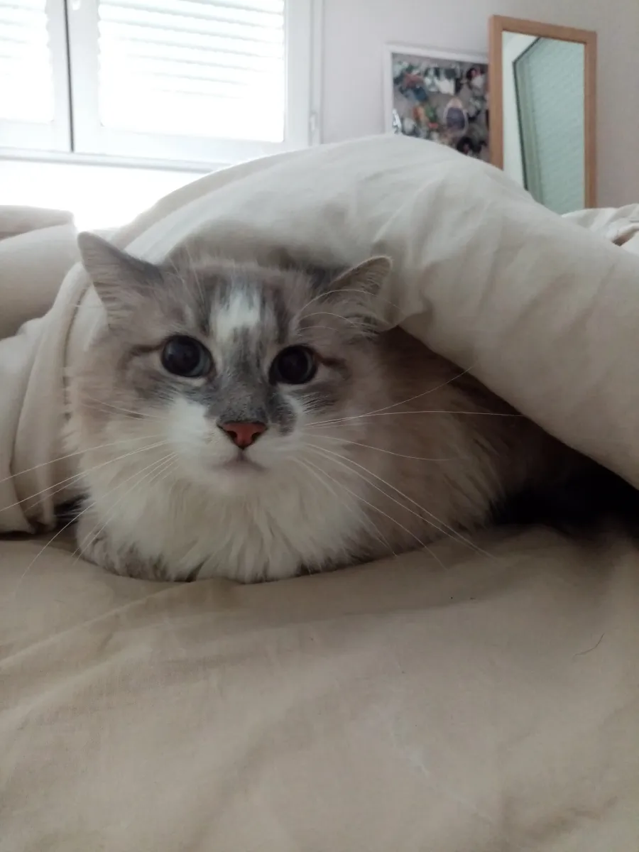 Chat à poil long blotti sous une couette sur un lit