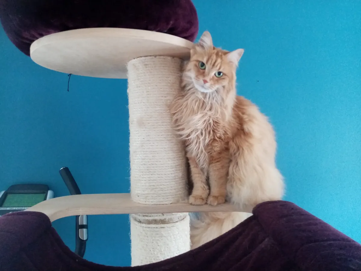 Chat roux à poil long assis sur un arbre à chat