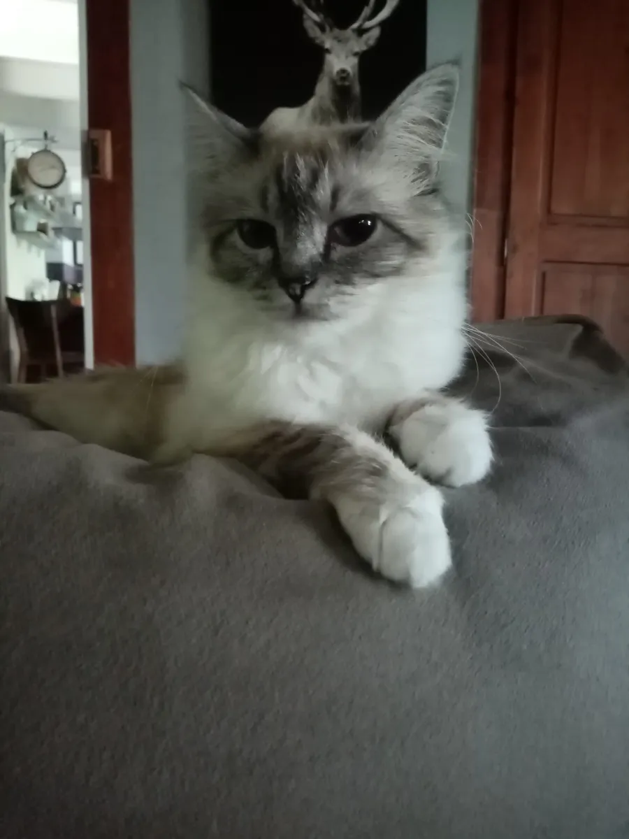 Chat à poil long clair couché sur un canapé