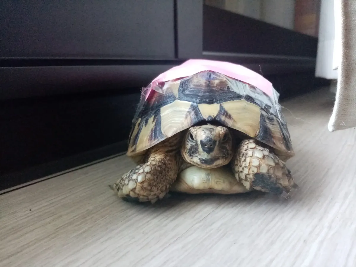 Tortue terrestre sur un parquet, carapace marquée d’un ruban rose
