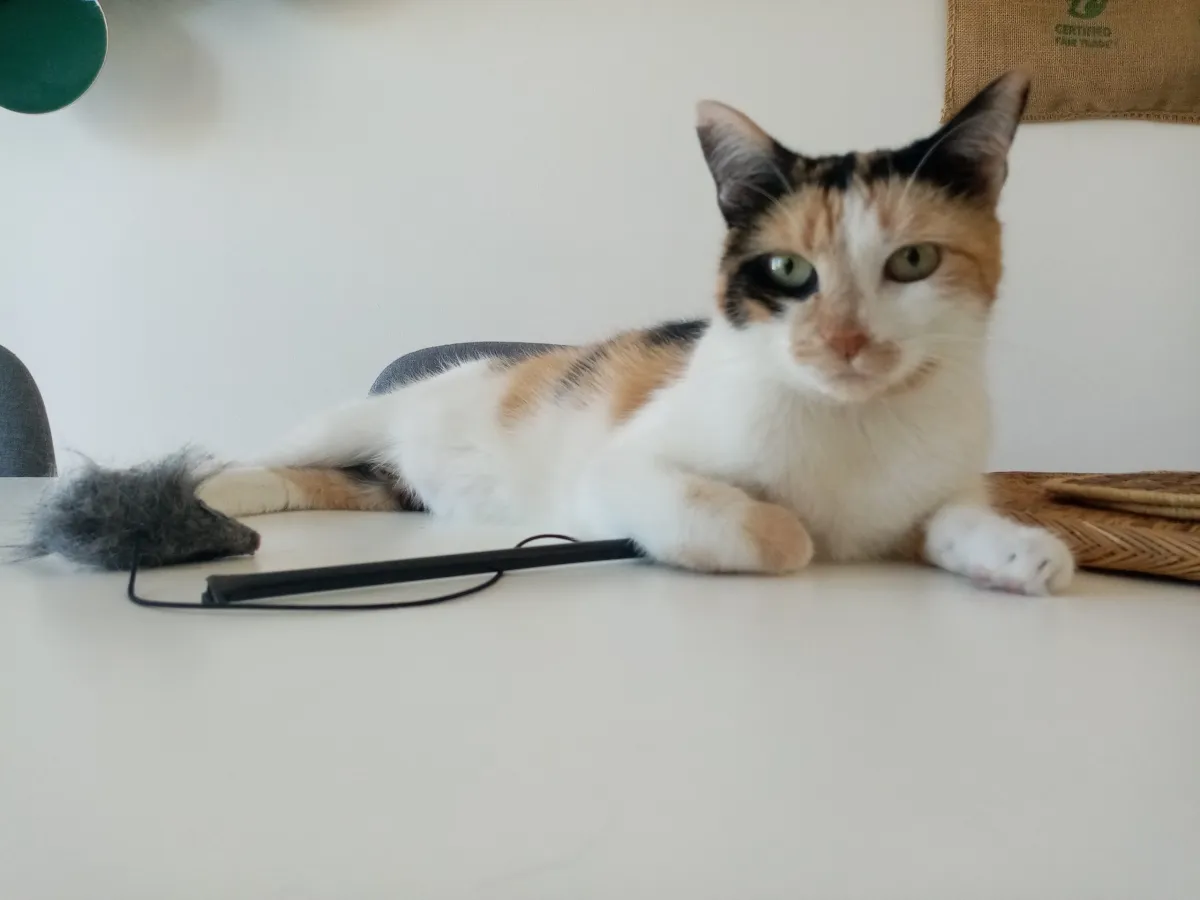 Chat tricolore allongé sur une table blanche près d’un jouet
